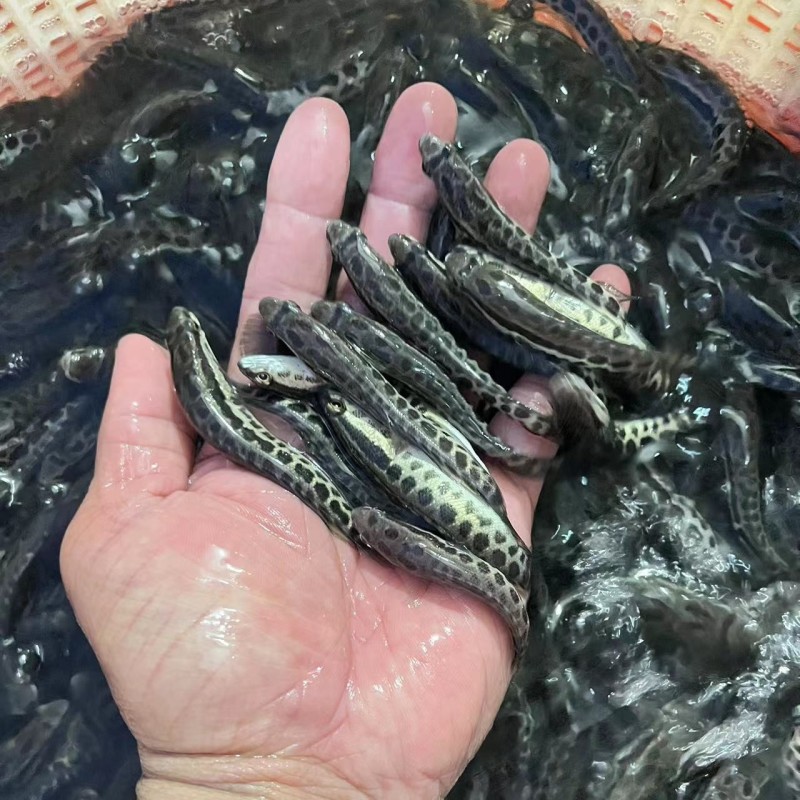 优质黑鱼苗正交黑鱼苗杂交生鱼苗乌鱼苗乌鳢鱼苗全程指导
