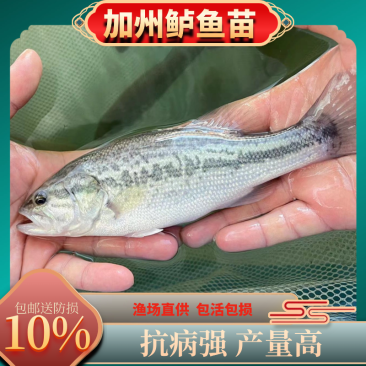 优质鲈鱼苗优质加州鲈鱼苗优鲈3号淡水鲈鱼苗提供技术指导
