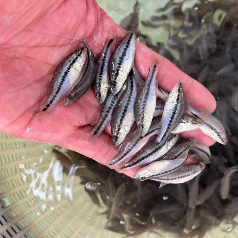 优质鲈鱼苗优质加州鲈鱼苗优鲈3号淡水鲈鱼苗提供技术指导
