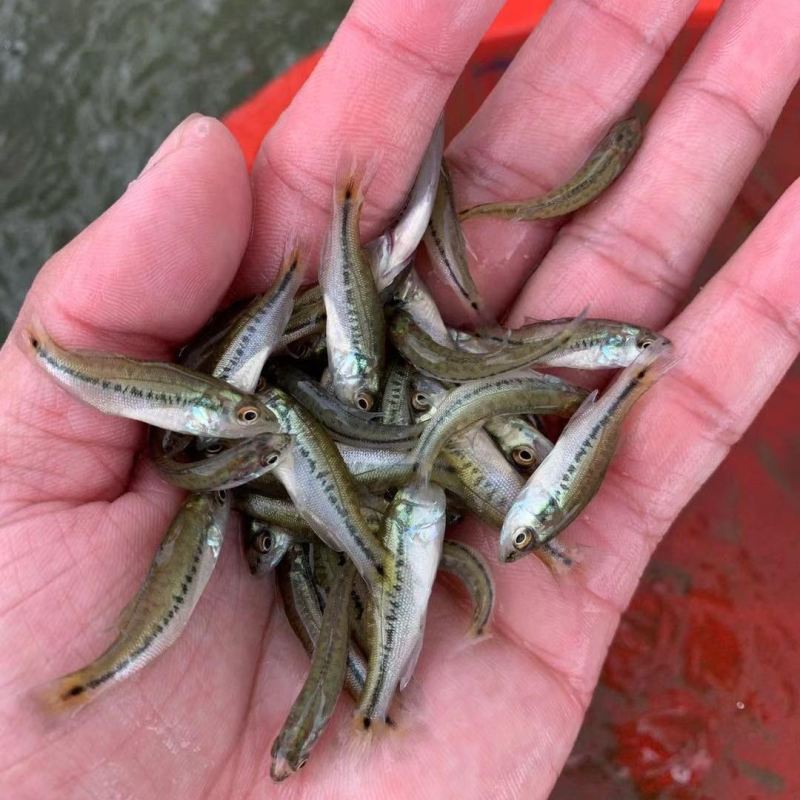 优质鲈鱼苗优质加州鲈鱼苗优鲈3号淡水鲈鱼苗提供技术指导
