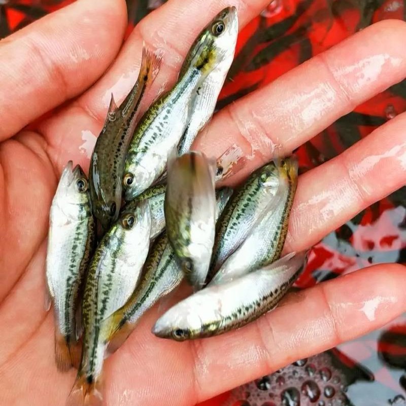 优质鲈鱼苗优质加州鲈鱼苗优鲈3号淡水鲈鱼苗提供技术指导