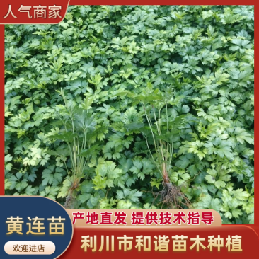 黄连苗种苗\鸡爪黄连苗种苗\湖北恩施利川市川黄连苗\