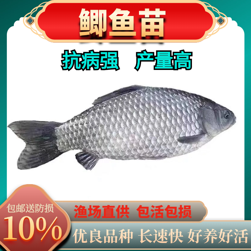 优质中科5号鲫鱼苗白鲫鱼彭泽鲫鱼苗鲫鱼苗全程跟踪指导