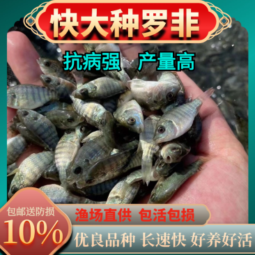快大种罗非鱼苗优质罗非鱼苗海南一号罗非鱼苗青宝路罗非鱼苗