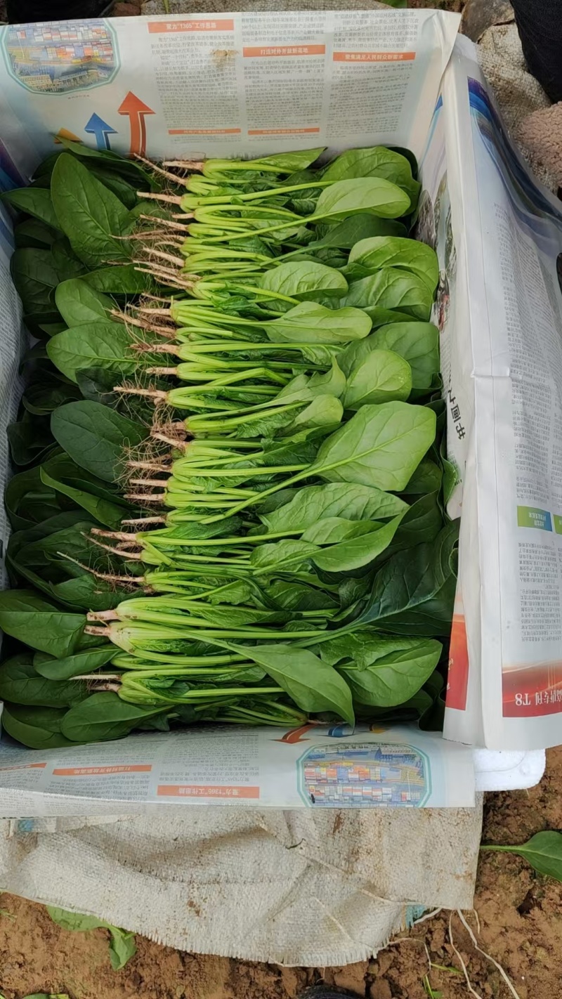 【热卖中】大叶菠菜