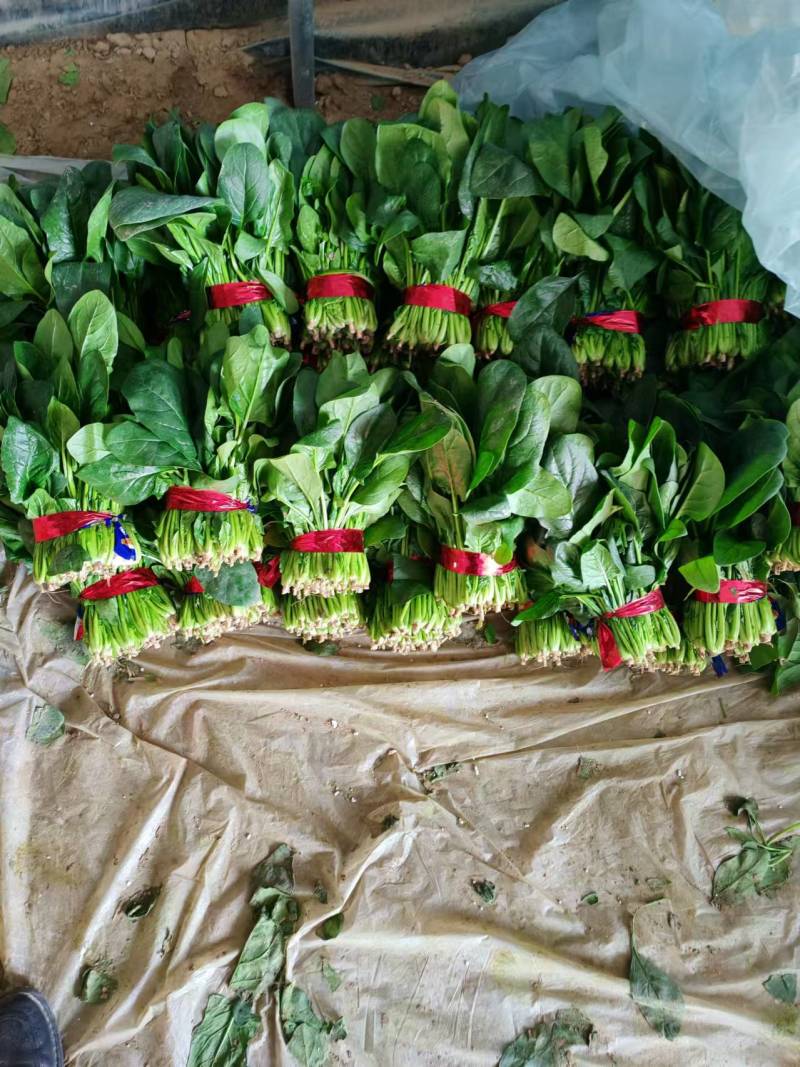 【热卖中】大叶菠菜
