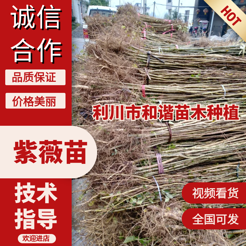 紫薇苗【绿化工程苗】紫薇苗，优质种苗，绿化园林，工程用苗
