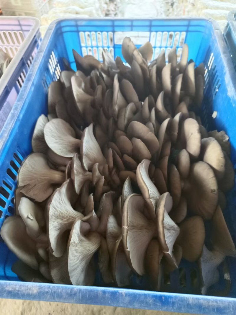 精选平菇鲜平菇对接市场商超量大价优欢迎选购保质保量