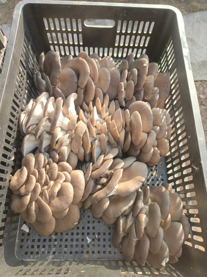 精选平菇鲜平菇对接市场商超量大价优欢迎选购保质保量