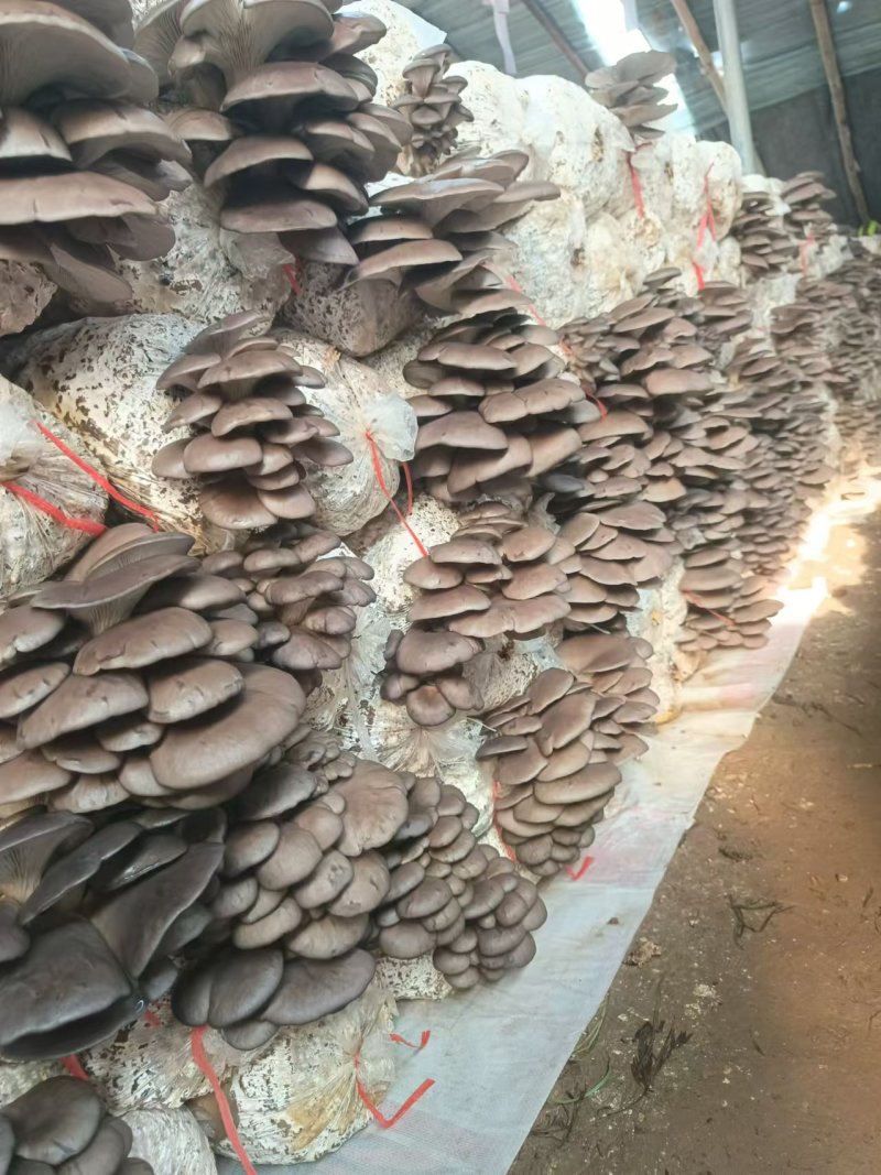 精选平菇鲜平菇对接市场商超量大价优欢迎选购保质保量
