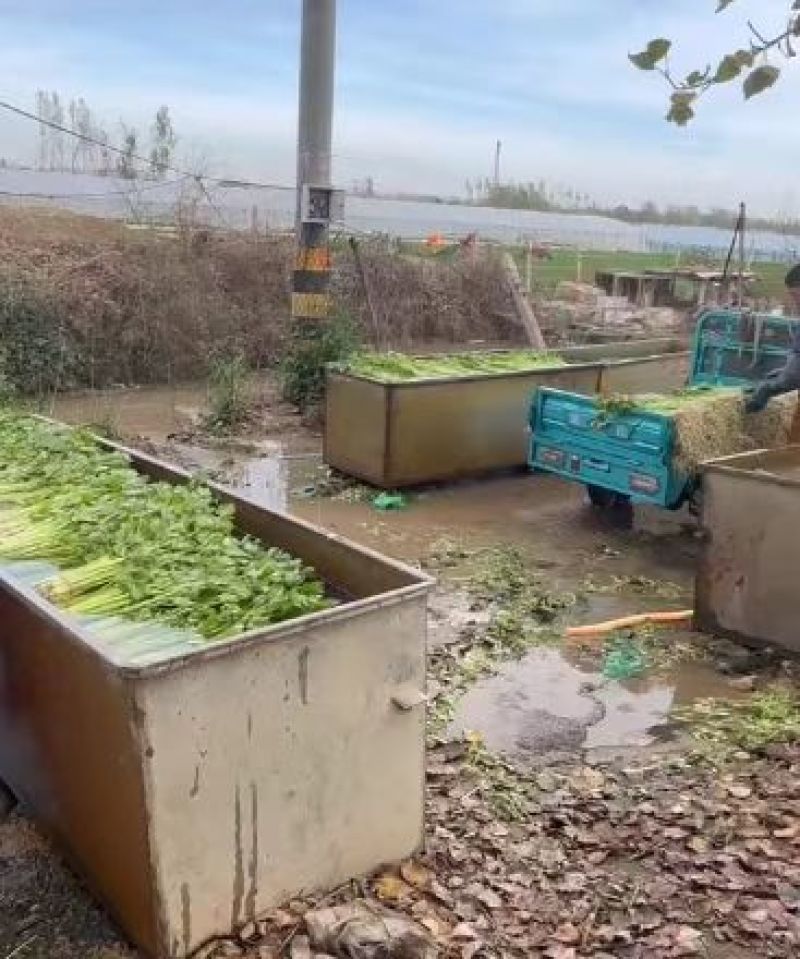 山东聊城香芹精品香芹供应全国电商市场可视频看货