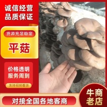 热卖平菇食用菌鲜菇鲜平菇口感好营养丰富价格实惠保质保量