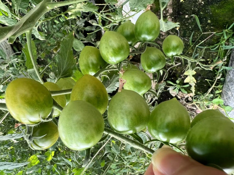 贝贝圣女果小柿子基地直发全国发货，欢迎来电咨询沟通