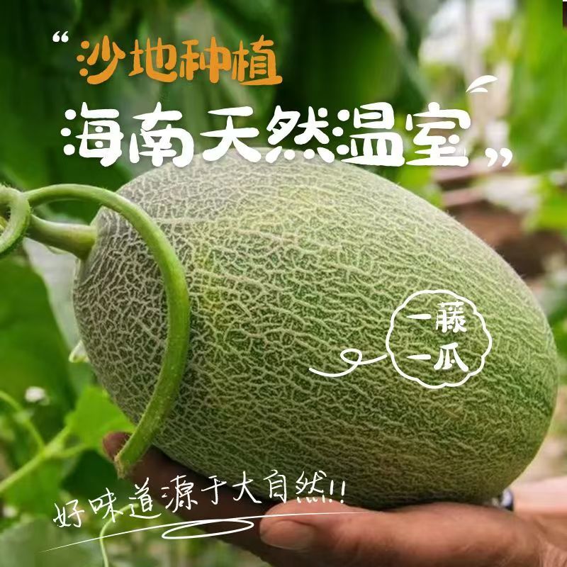 海南小蜜
