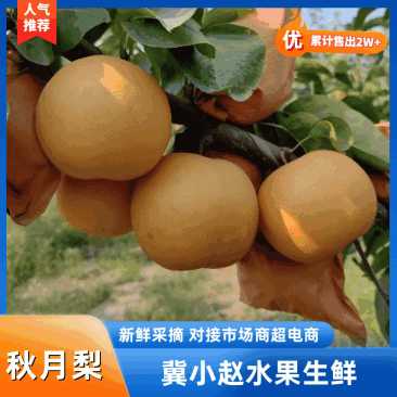 河北秋月梨梨盒秋月梨产地直发一手货源超市供货