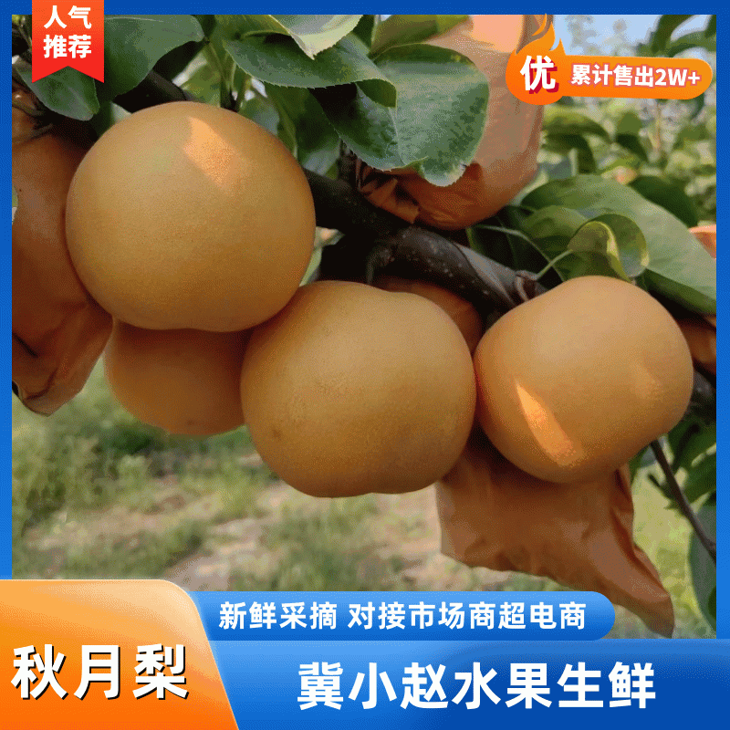 河北秋月梨梨盒秋月梨产地直发一手货源超市供货