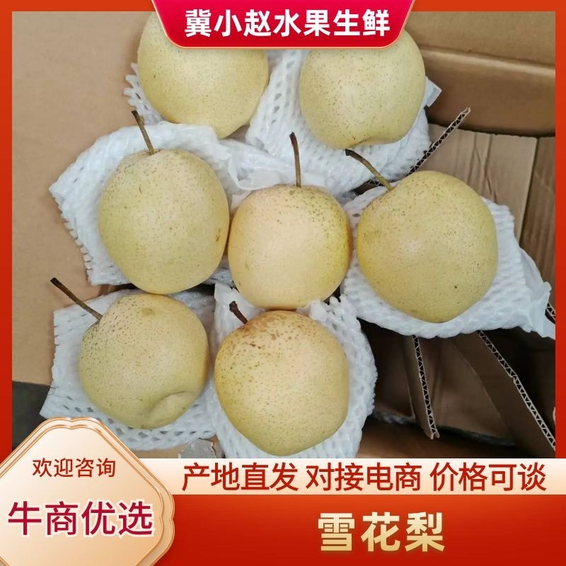 雪花梨河北梨️雪花梨️大量出货【甜蜜上市】期待你的️