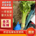 山东聊城香芹精品香芹供应全国电商市场可视频看货
