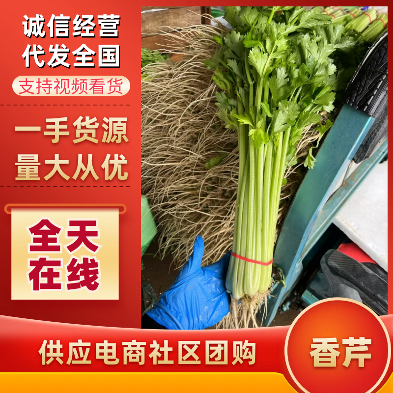 山东聊城香芹精品香芹供应全国电商市场可视频看货