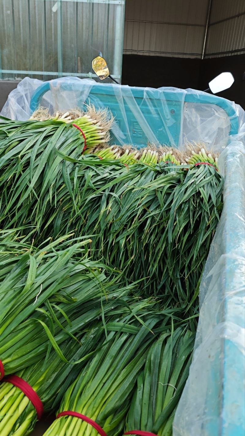 山东水洗精品蒜苗大量供应对接市场商超