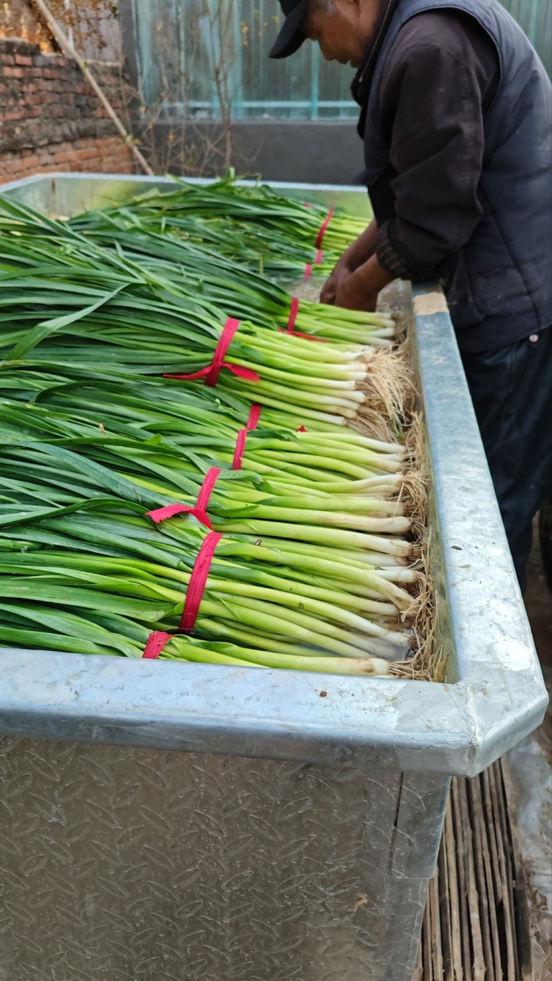 山东水洗精品蒜苗大量供应对接市场商超