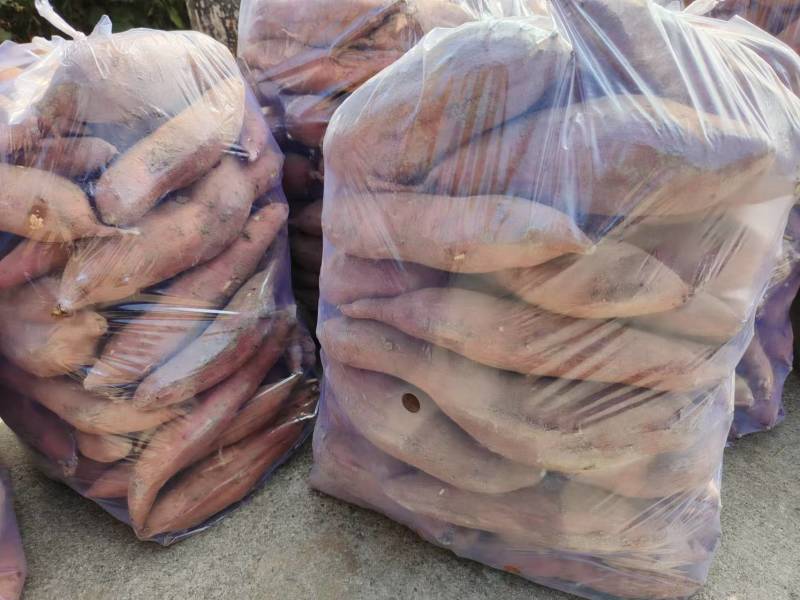 精品板栗薯大量现货供应全国对接电商批发市场
