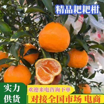 耙耙柑四川春见柑桔大量供应对接全国市场电商