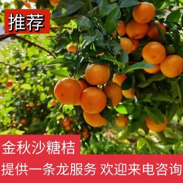 【沙糖桔】金秋沙糖桔皮薄多汁产地直发欢迎来电咨询