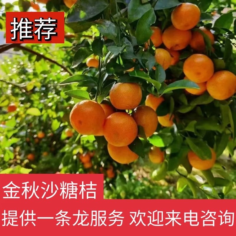 【沙糖桔】金秋沙糖桔皮薄多汁产地直发欢迎来电咨询