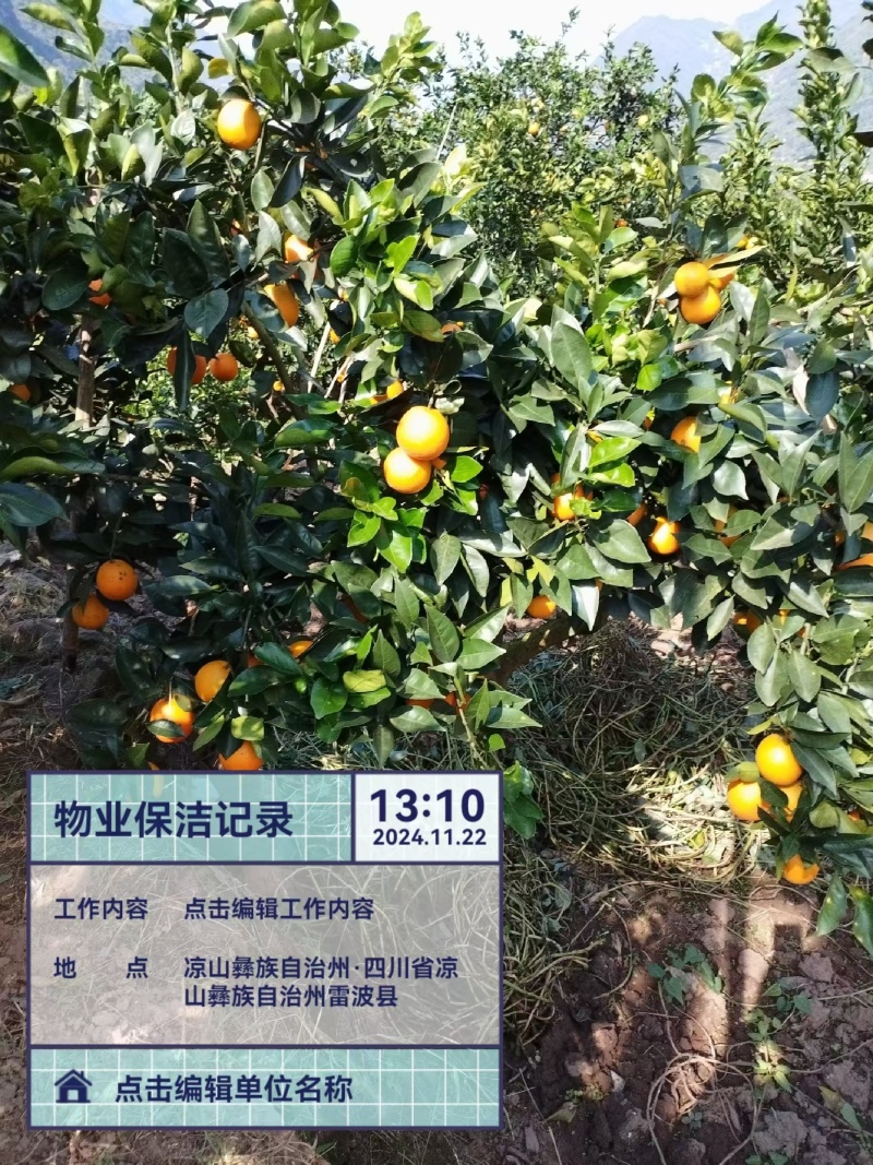 脐橙雷波脐橙货源充足产地直发口味香甜欢迎致电