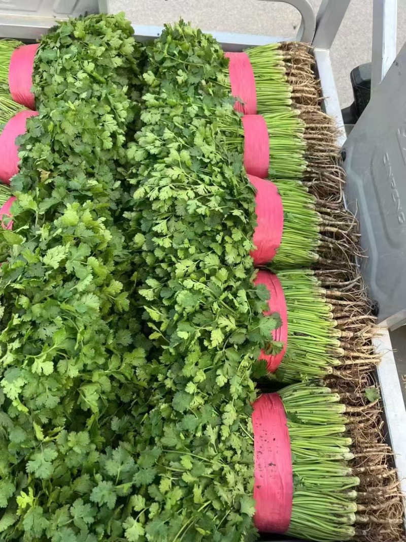 精品铁杆青香菜供应电商市场社区团购可视频看货