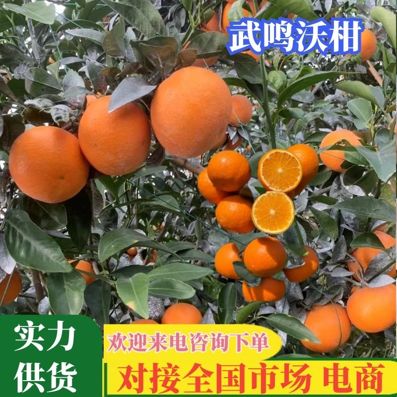 【一件代发】沃柑广西正宗沃柑产地直发应季水果提供售后
