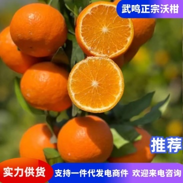 【提供售后】武鸣沃柑原产地直发品质保证欢迎咨询下单