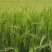 蓝青稞米大量批发产地直发支持一件代发