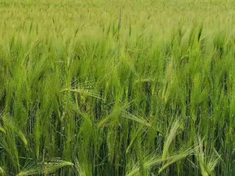 蓝青稞米大量批发产地直发支持一件代发