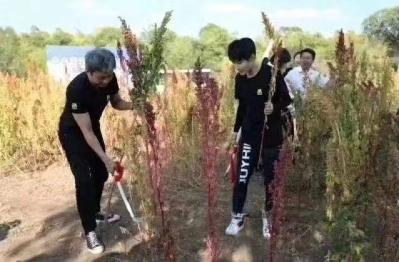 青海白藜麦米大量批发产地直发支持一件代发