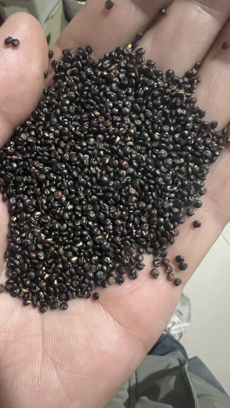 高品质黑藜麦米大量批发产地直发支持一件代发