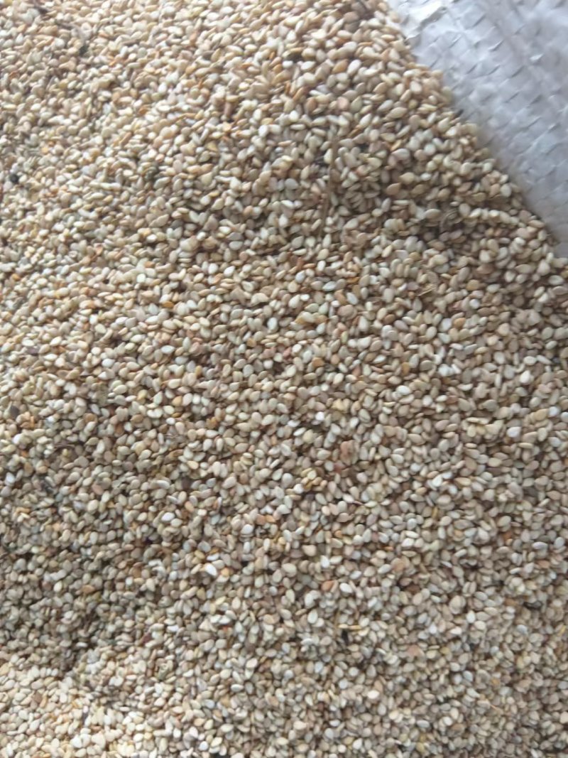 本地白芝麻香油厂家一手货源保质保量供货批发零售