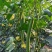 夏盈丝瓜种子强雌型耐热节节有瓜光滑顺直肉嫩香甜