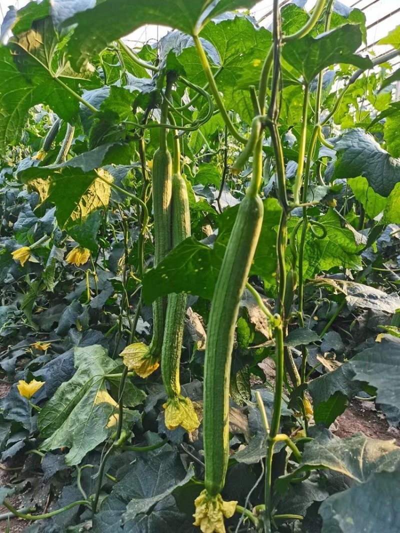 夏盈丝瓜种子强雌型耐热节节有瓜光滑顺直肉嫩香甜