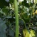 夏盈丝瓜种子强雌型耐热节节有瓜光滑顺直肉嫩香甜