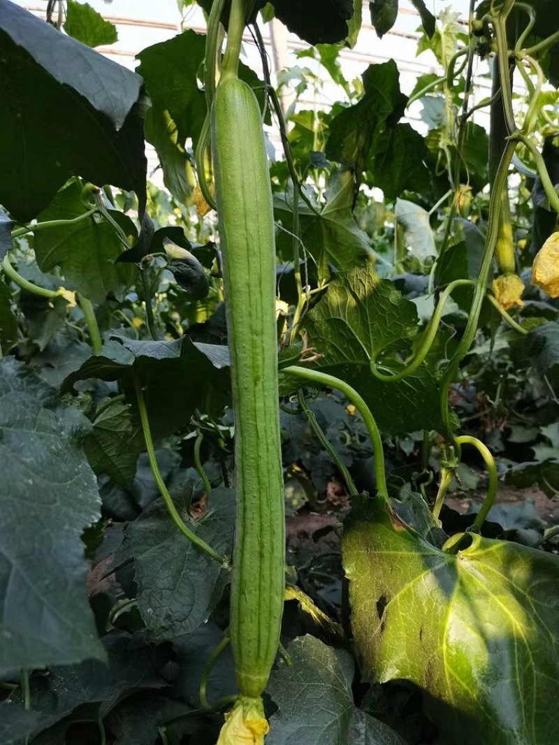 夏盈丝瓜种子强雌型耐热节节有瓜光滑顺直肉嫩香甜