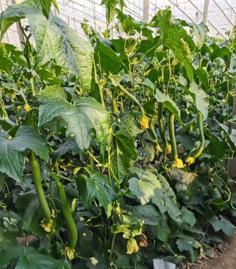 夏盈丝瓜种子强雌型耐热节节有瓜光滑顺直肉嫩香甜