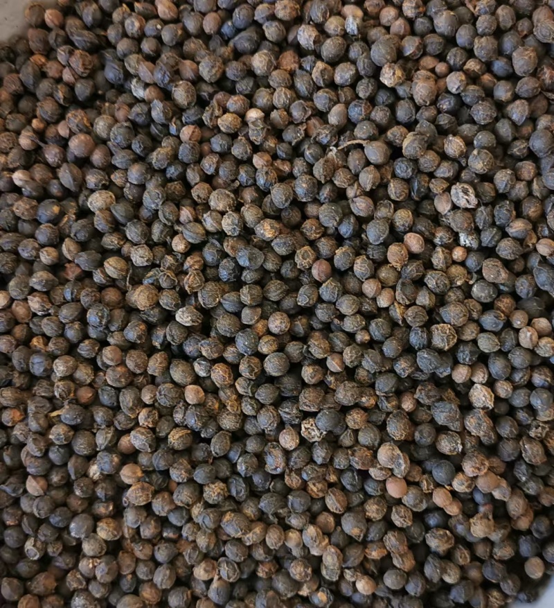 木姜子香料山苍子山胡椒木香子产地直发整件从优大货对接可谈