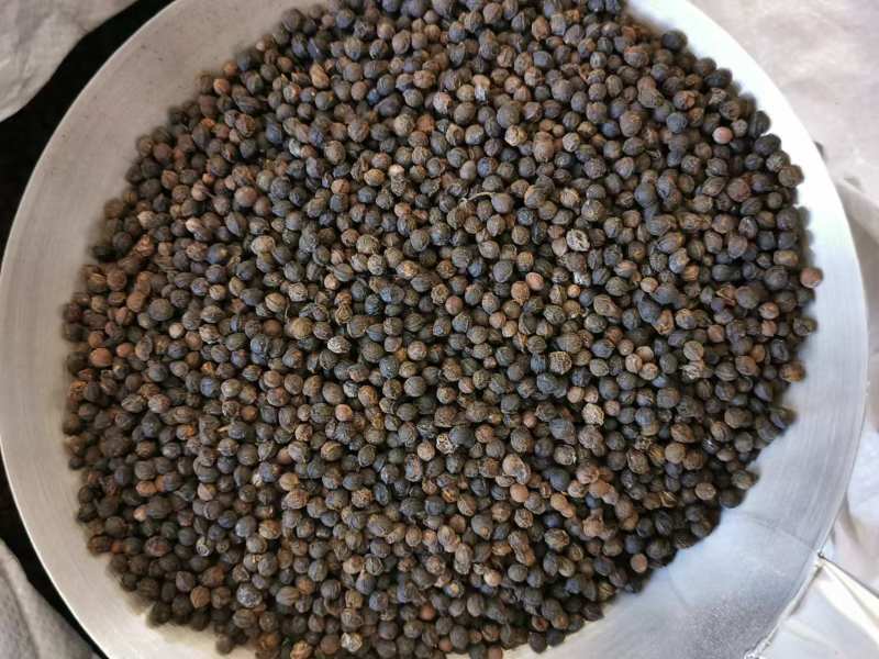 木姜子香料山苍子山胡椒木香子产地直发整件从优大货对接可谈