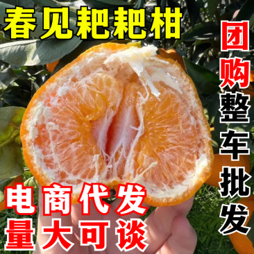 四川春见耙耙柑一件代发正宗粑粑柑桔橘子电商代发