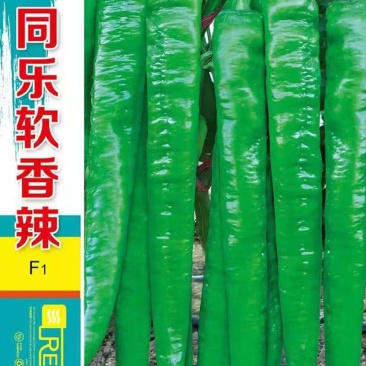 同乐软香辣青皮绿皮软皮尖椒辣椒种子一袋一千粒包邮