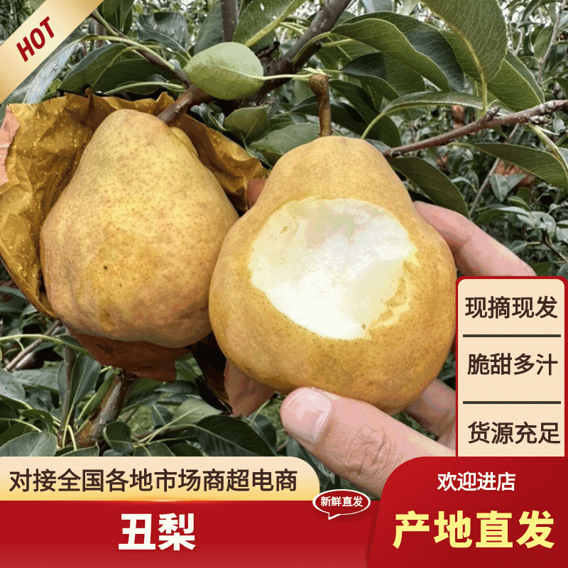 【冷库保鲜】丑梨质量保证水分充足规格齐全好吃不贵