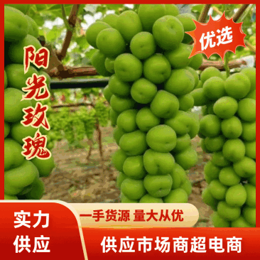【实力代办】陕西阳光玫瑰，可供电商，社区团购，商超，市场