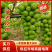 【实力代办】陕西阳光玫瑰，可供电商，社区团购，商超，市场